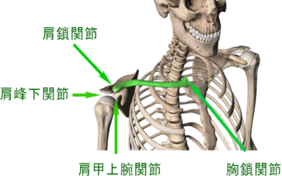 肩部分の骨格画像