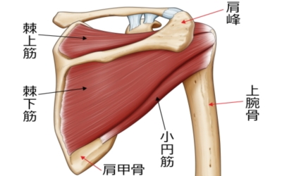 肩部分筋の筋肉画像