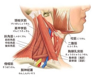 首の筋肉画像