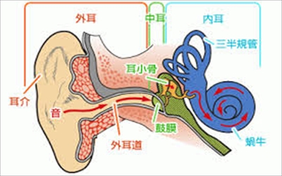 耳の内部の画像